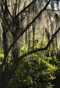 12th Mar 2022 - Spanish moss and afternoon light