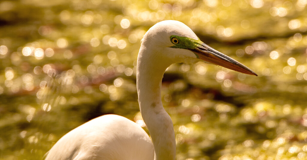 Egret and Bokeh! by rickster549