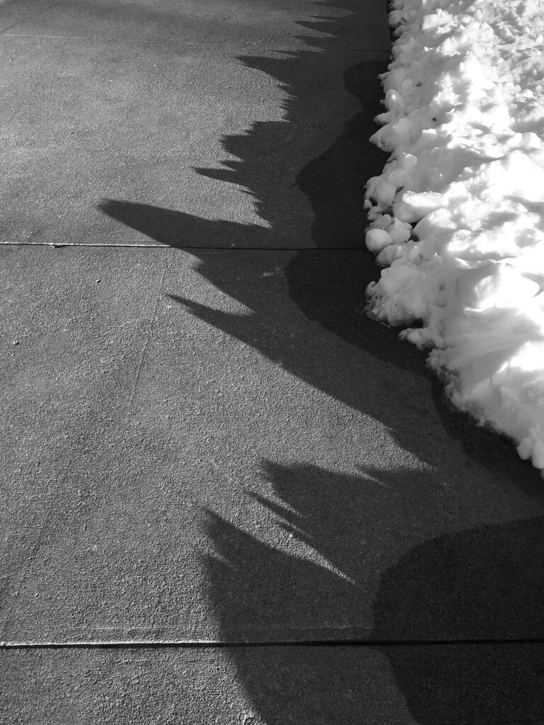 Snow, Shadow, Snow Melt by mcsiegle
