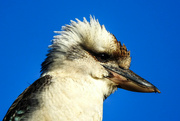 13th Mar 2022 - Birds: Kookaburra