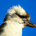 Birds: Kookaburra by jeneurell