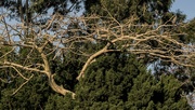13th Mar 2022 - bare tree