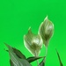 What’s Wrong With My Peace Lilly? by mazoo