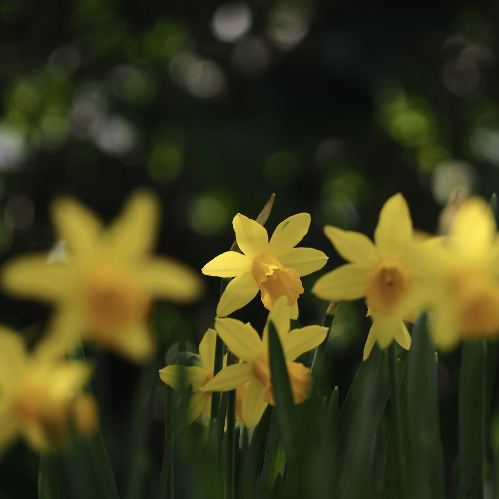 Daffodils  by thedarkroom