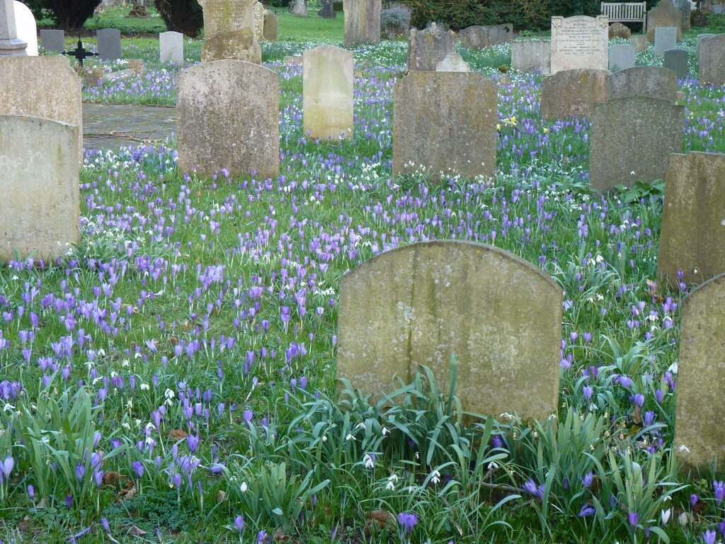 Crocus and Snowdrops by lellie