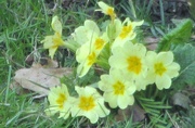 28th Feb 2022 - Old fashioned primroses