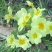 Old fashioned primroses by lellie