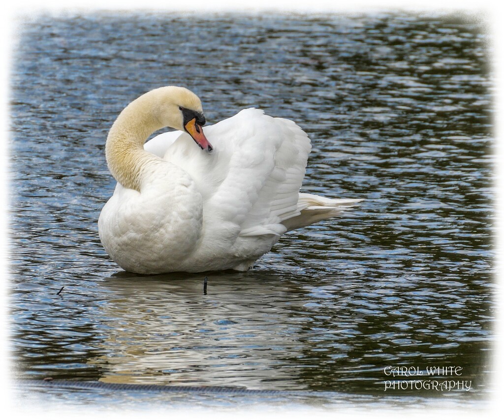 Mute Swan by carolmw