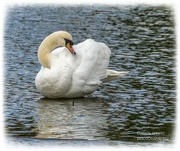 13th Mar 2022 - Mute Swan