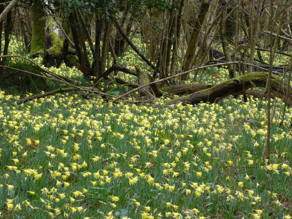A Meadow of Bobbing Native Daffodils by 30pics4jackiesdiamond