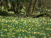 13th Mar 2022 - A Meadow of Bobbing Native Daffodils