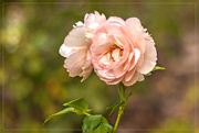 9th Mar 2022 - Pastel Roses
