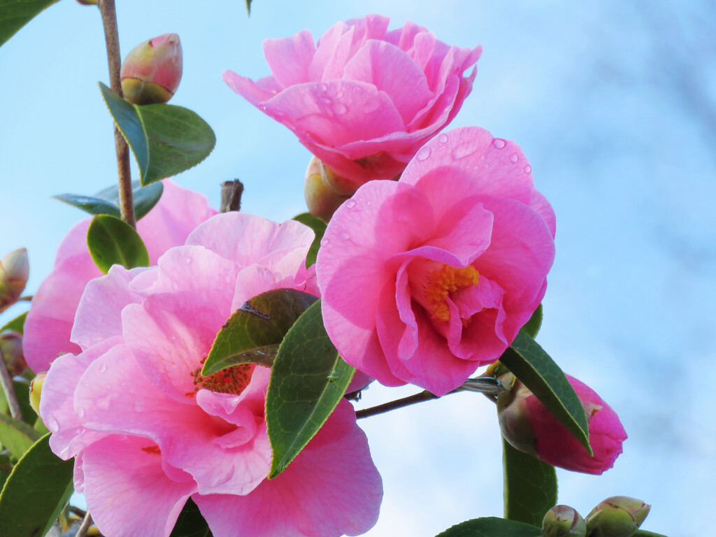 Tall Camellia Tree by seattlite