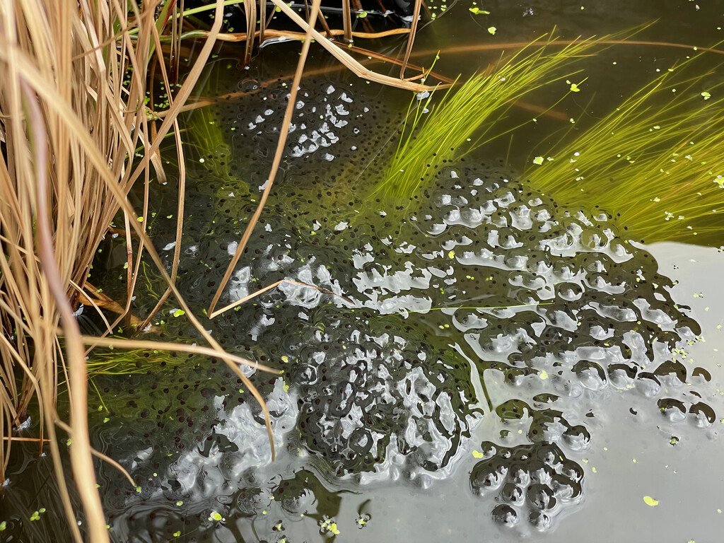 Frog Spawn by 365projectmaxine