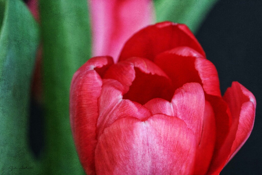 Pink Tulip by 2022julieg