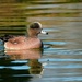 72-365 Wigeon by slaabs