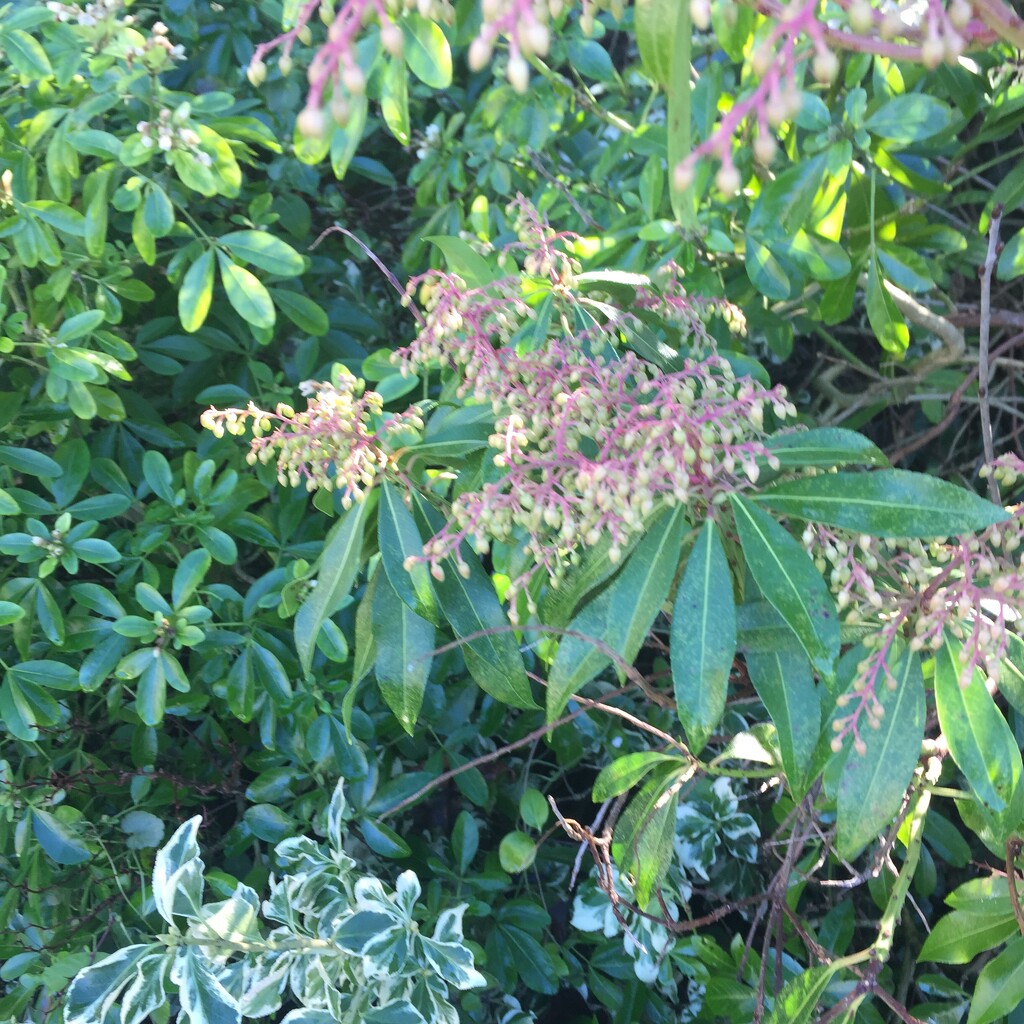 Pieris flowers just emerging  - I think they look a bit ‘tropical ‘ by snowy