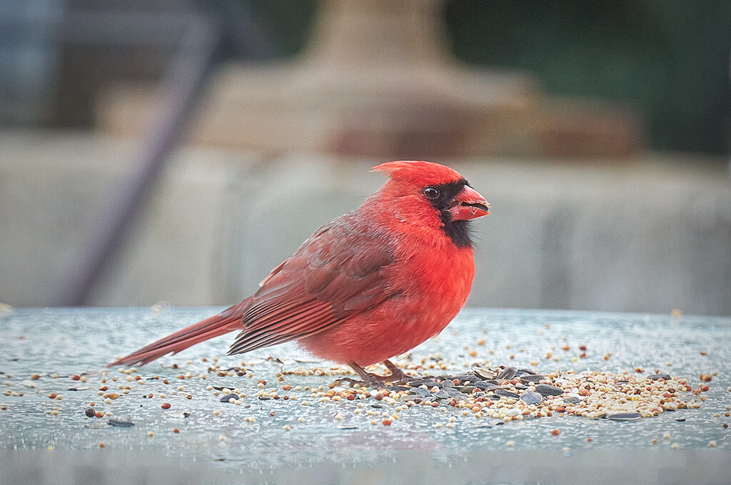 Handsome Cardinal by gardencat