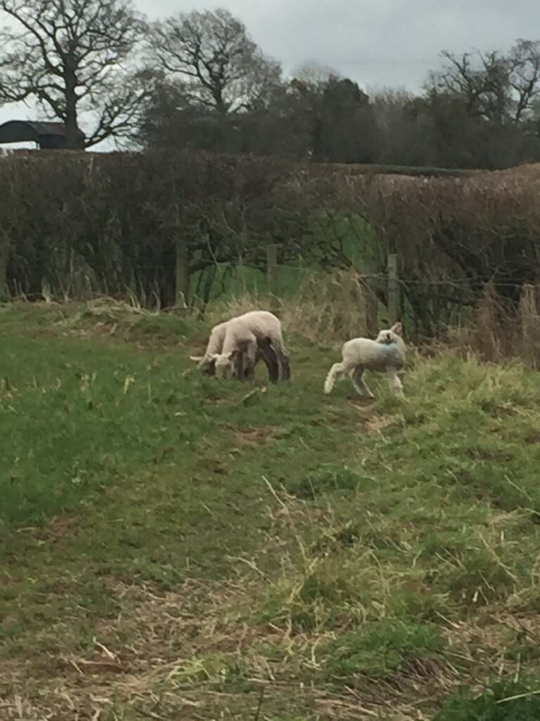 Spring lambs  by snowy