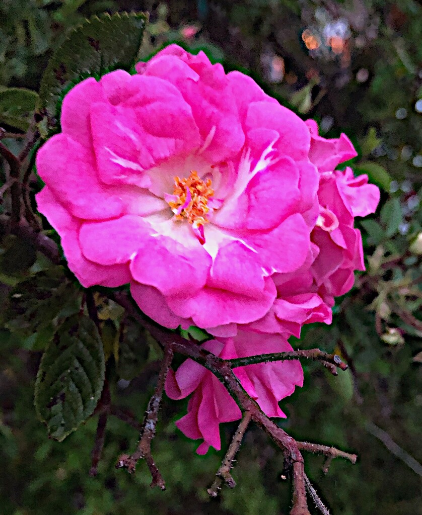 Climbing roses by congaree