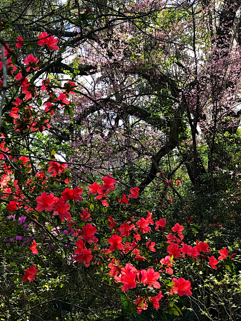 Camellias and live oaks by congaree