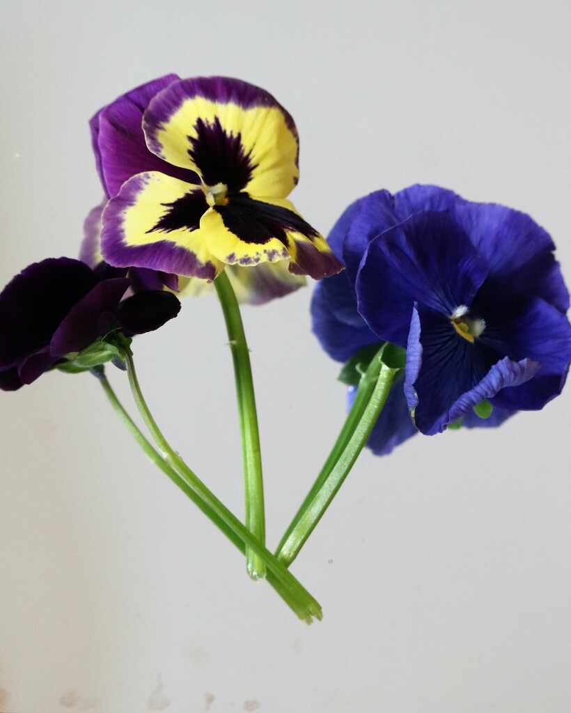 March 12: Pansies by daisymiller