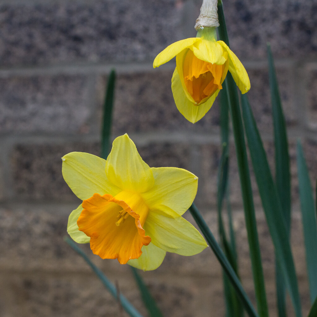 Two daffodils by busylady
