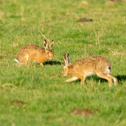 12th Mar 2022 - March Hares 