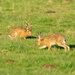 March Hares  by rjb71