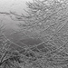 Bas relife winter tree by larrysphotos