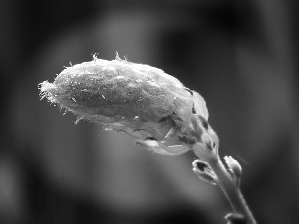 Tender wild wisteria buds... by marlboromaam