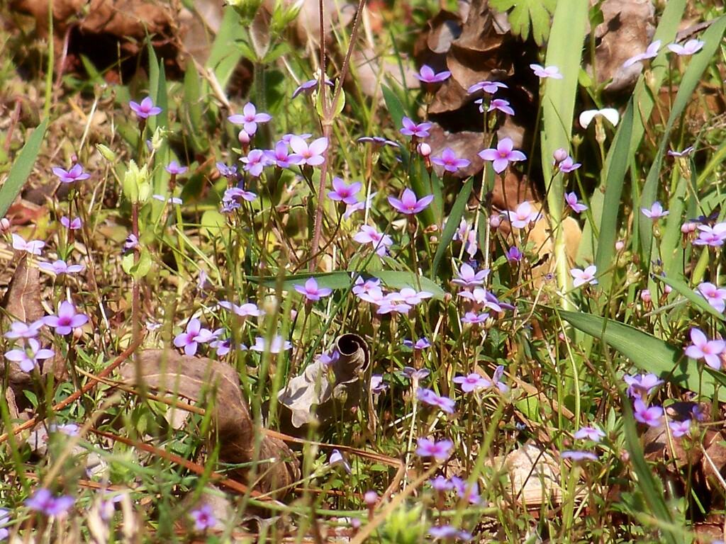 Tiny bluets all over the place... by marlboromaam