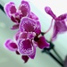 Pink Orchid by corinnec