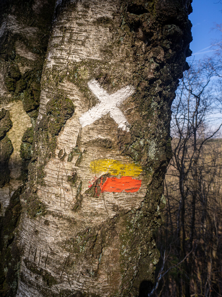 03-13 - Markings on tree by talmon