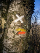 13th Mar 2022 - 03-13 - Markings on tree