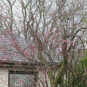 13th Mar 2022 - my pink tree