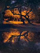 13th Mar 2022 - Puddle Reflections 