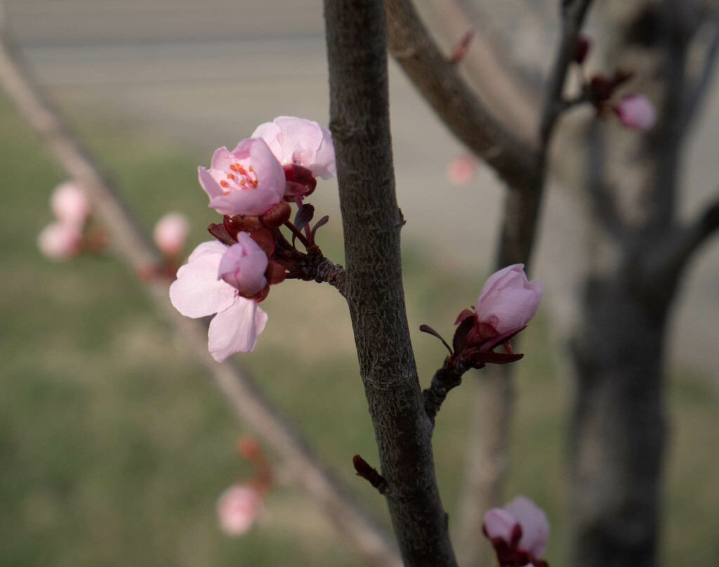 Plum Blossoms by randystreat