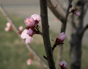 13th Mar 2022 - Plum Blossoms