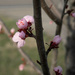 Plum Blossoms by randystreat
