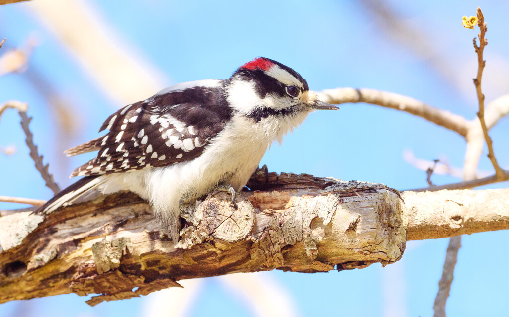 Hairy Woodpecker by brotherone