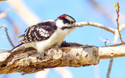 13th Mar 2022 - Hairy Woodpecker