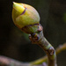 Sassafras bud... by thewatersphotos