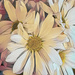Daisies by lstasel
