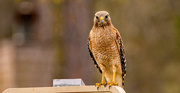 13th Mar 2022 - Red Shouldered Hawk on the Sign!
