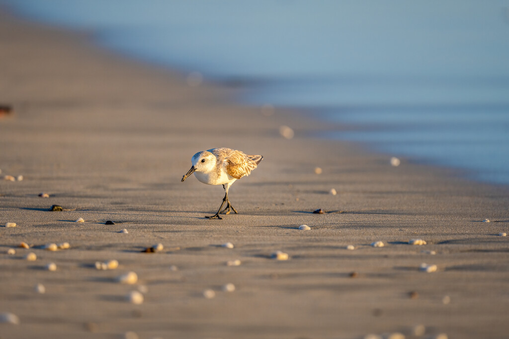 Sanderling at Sunset by nicoleweg