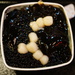 Dessert (grass jelly and boba) by acolyte