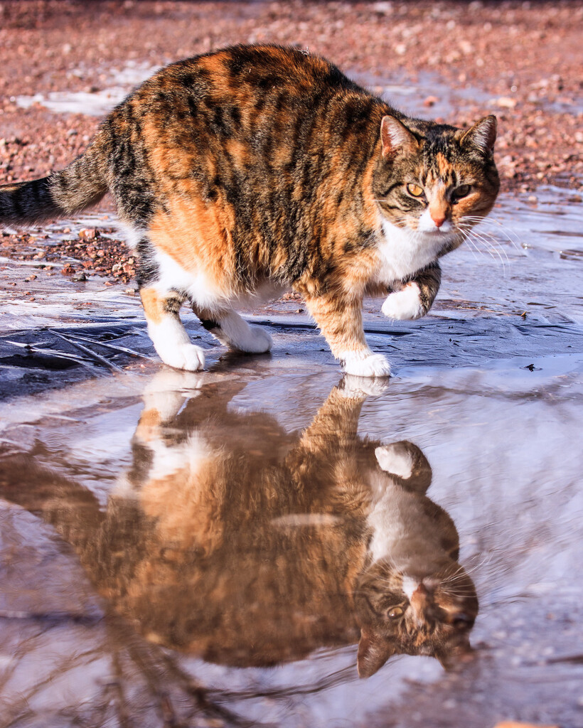 reflecting on puddles by aecasey