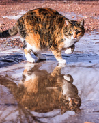 13th Mar 2022 - reflecting on puddles