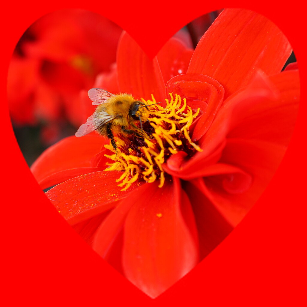 red dahlia with small bee by quietpurplehaze